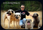 Anatolsk pasteveck pes /kangal/ s PP--ttka