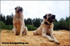 Anatolsk pasteveck pes /kangal/ s PP--ttka