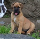 Boerboel tata s PP na prodej