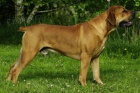 Boerboel tata s PP na prodej