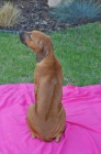 Rhodesian ridgeback s PP