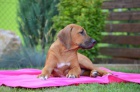 Rhodesian ridgeback s PP