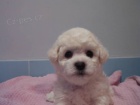 Bionek - Bichon Fris