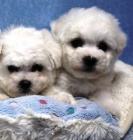 Bionek - Bichon Fris