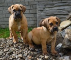 Boerboel tata s PP na prodej