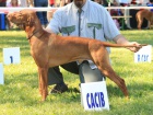 ttka Vizsla