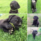 tata Labrador retriever