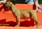 Boerboel tata s PP na prodej