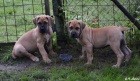 Boerboel tata s PP na prodej