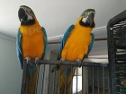Nabdka Zlat a Modr papouci