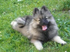 Nmeck pic vl / Keeshond