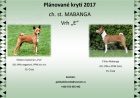  basenji