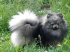 Nmeck pic trpasli / Pomeranian
