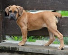 Boerboel tn s PP na prodej