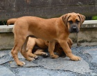 Boerboel tn s PP na prodej