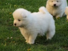 Samojed