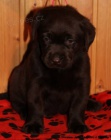 Labrador retriever tmav oko s PP a t.Chesapeake