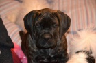 Cane corso s PP