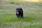 Cane corso s PP