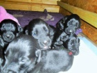 Flat coated retriever s PP