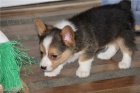  tata Pembroke Welsh Corgi