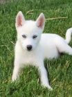 Sibiřský husky na prodej bez PP