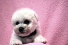 Bionek - Bichon Fris