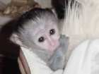 Okovan Kapucnsk opice