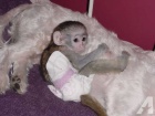 Okovan Kapucnsk opice