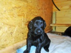 Flat coated retriever s PP