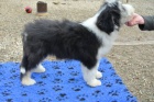 Bearded collie