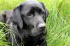 Labrador štěňata ze zahraničního krytí