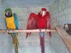 Ara Ararauna papouci pro prodej
