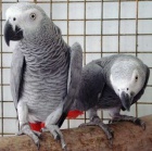 Prodm Africk ed papouci 