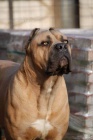 Cane corso s PP