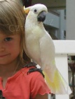 Detnk kakadu papouci  pro prodej