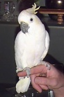 Prodm Detnk kakadu papouci 
