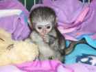 Ockovan Kapucnsk opice pro prodej