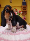 Basset hound, Basset, Baset