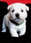 West highland white terrier (westk)- tata s PP