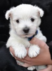 West highland white terrier (westk)- tata s PP