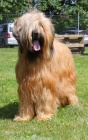 Briard - ttka plav s PP