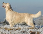 Zlat retrvr - golden retriever s PP tata