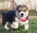 Pembroke welsh corgi tata.