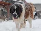 Moskevsk strn pes - rezervace na prodej tat