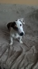 NABIZM PSA JACK RUSSELL KE KRYT