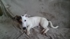 NABIZM PSA JACK RUSSELL KE KRYT