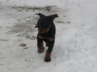 Beauceron- stenata