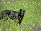 Beauceron- stenata