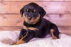  Rotweiler tata jsou velmi zdrav